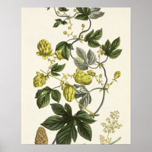 Hop Vine, from 'The Young Landsman', published Vie Poster