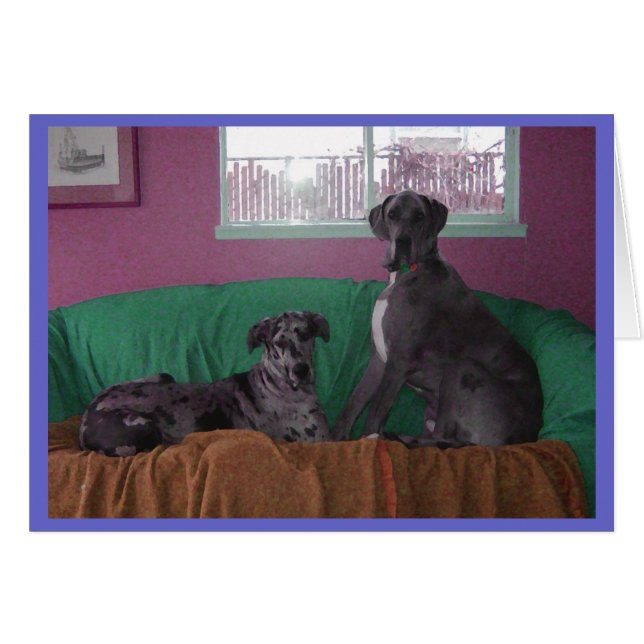 Hope and Hero Merle Great Danes (Front Horizontal)