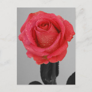 Hope Rose Postcard
