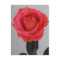 Hope Rose