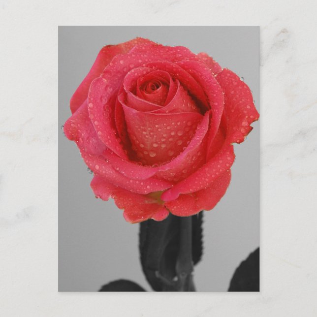 Hope Rose Postcard (Front)