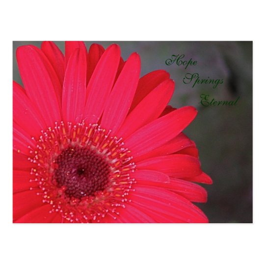 Hope Springs Eternal Postcard