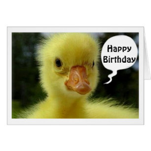 HOPE YOUR BIRTHDAY IS JUST DUCKY SAYS DUCKLING