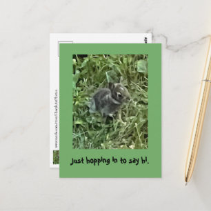 Hopping in to say Hi, Baby Bunny Rabbit postcards