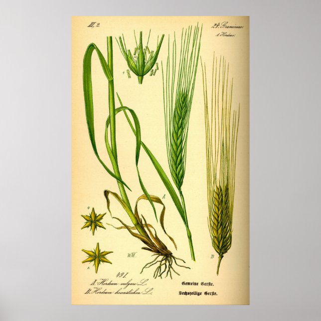 Hordeum Vulgare Barley Grass Poster (Front)