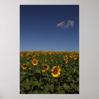 Horizon Poster