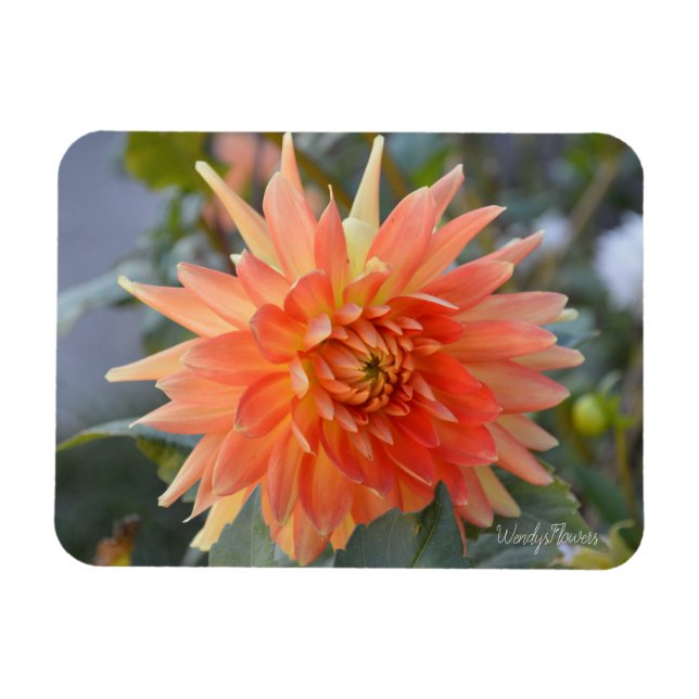 Horizontal magnet with loose orange dahlia (Horizontal)