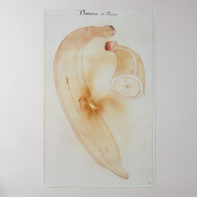 Horn Plantain Poster (Front)