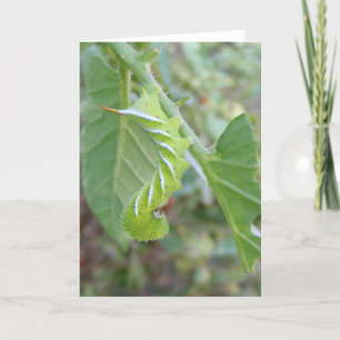 Horn Worm ~ card