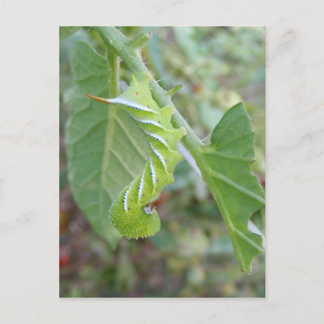 Horn Worm ~ postcard (Front)