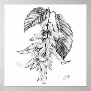 Hornbeam botanical pencil sketch poster