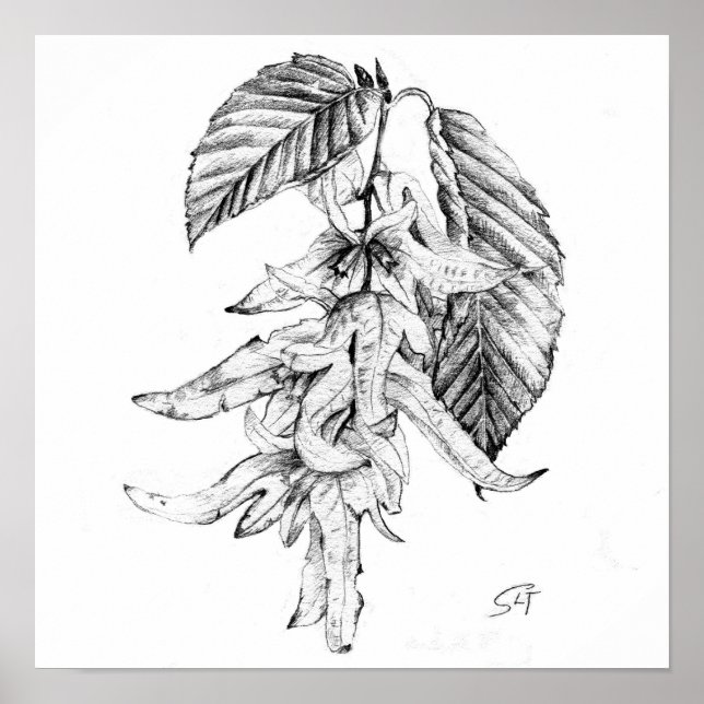 Hornbeam botanical pencil sketch poster (Front)