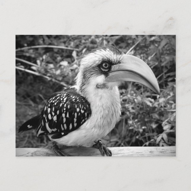Hornbill bird close up looking at camera bw postcard (Front)