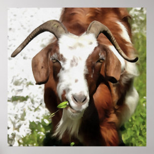 Horned Goat Grazing Poster