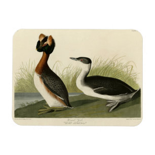 Horned Grebe from John Audubon's Birds of America Magnet
