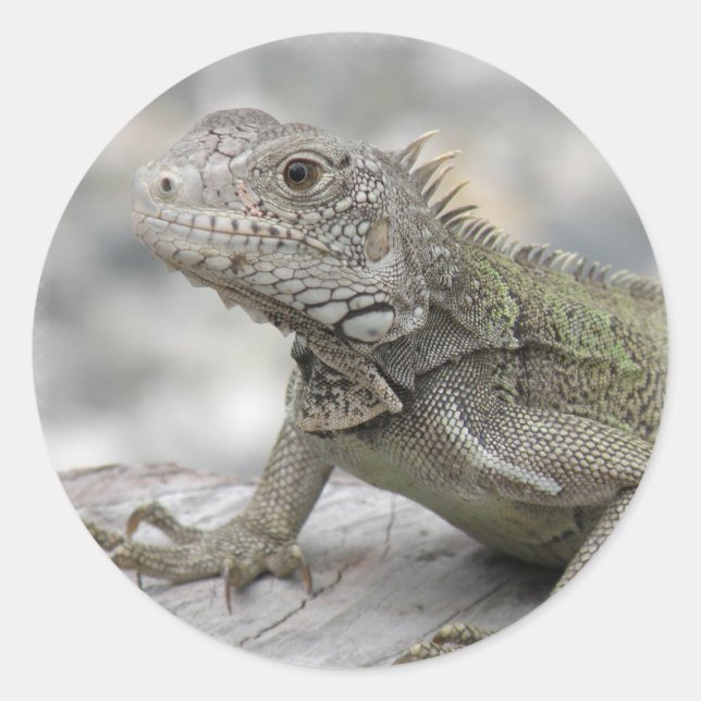 Horned Iguana Sicker Classic Round Sticker (Front)