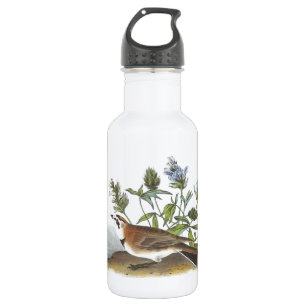 Horned Lark by Audubon 532 Ml Water Bottle