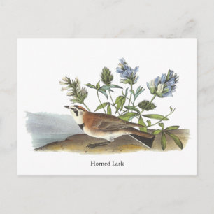 Horned Lark, John Audubon Postcard