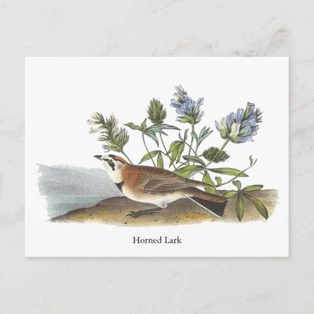 Horned Lark, John Audubon Postcard (Front)