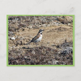 Horned Lark Postcard