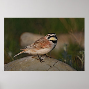 Horned Lark Poster