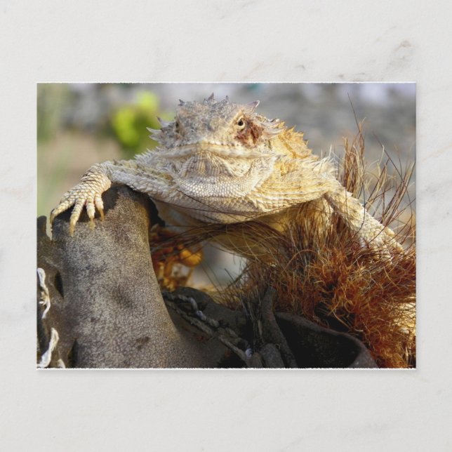 horned lizard postcard (Front)
