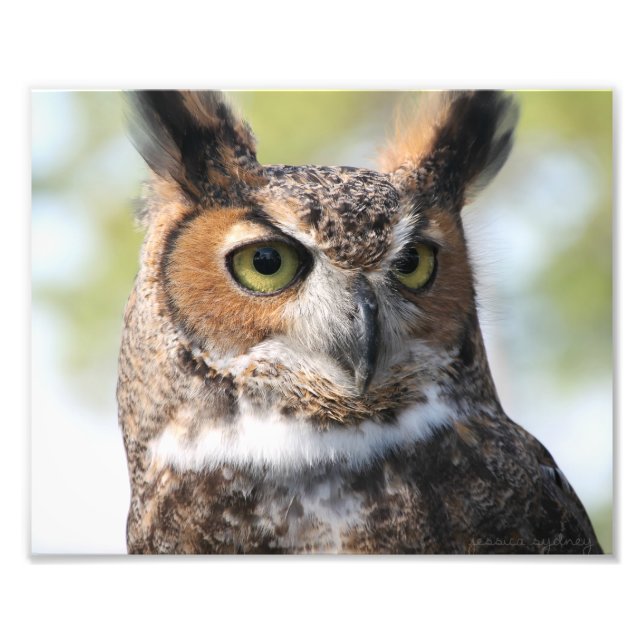 Horned Owl Photo Print (Front)