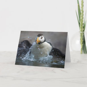 Horned Puffin Bathing - Fratercula corniculata Card