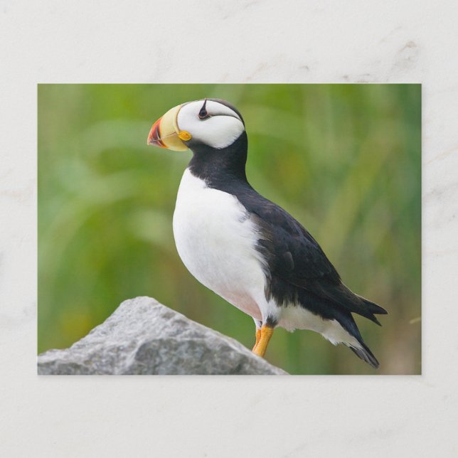 Horned puffin (Fratercula corniculata) Postcard (Front)