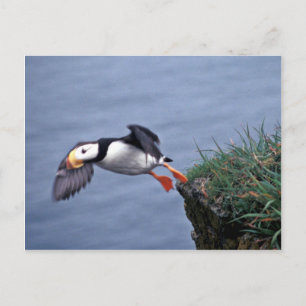 Horned Puffin Hall Island Postcard