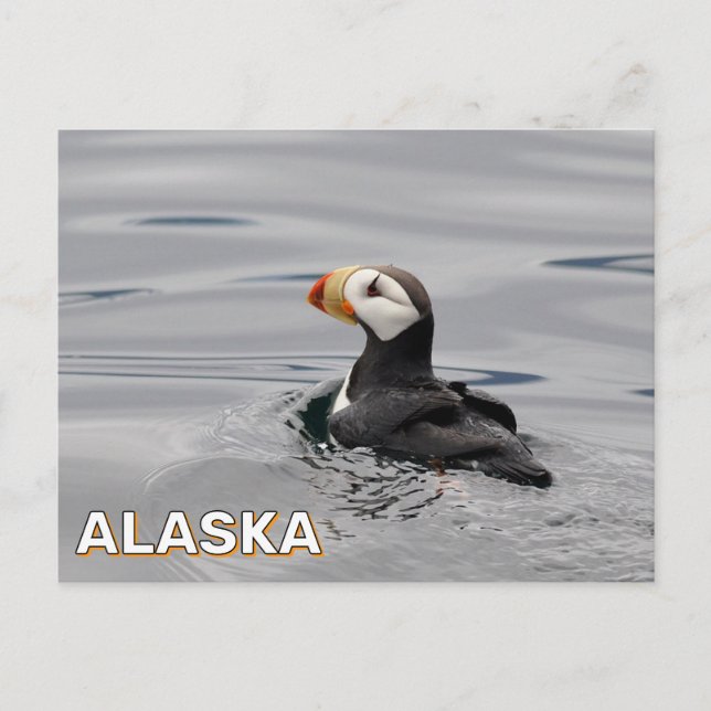 Horned Puffin In Alaska Postcard (Front)