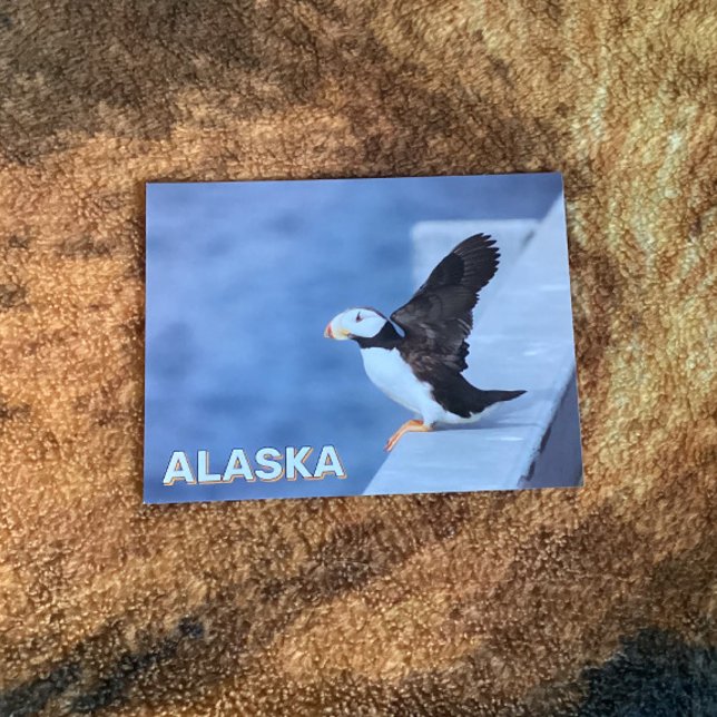 Horned Puffin In Alaska Postcard (Creator Uploaded)