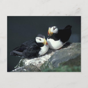 Horned Puffin pair - Customised Postcard