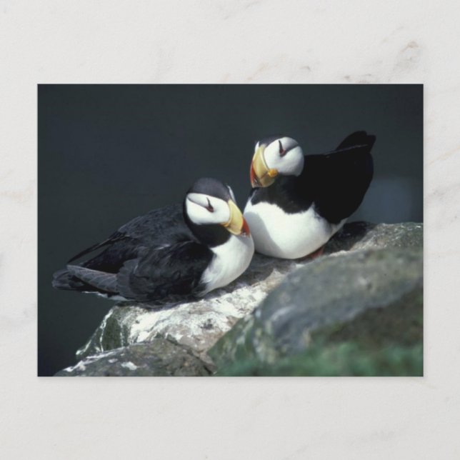 Horned Puffin pair - Customised Postcard (Front)