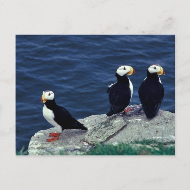 Horned Puffin Trio Postcard (Front)