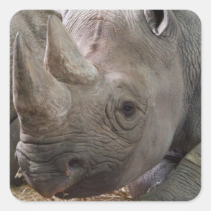 Horned Rhino  Sticker