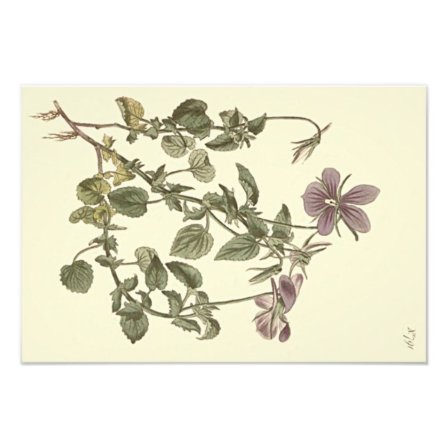 Horned Violet Botanical Illustration Photo Print (Front)