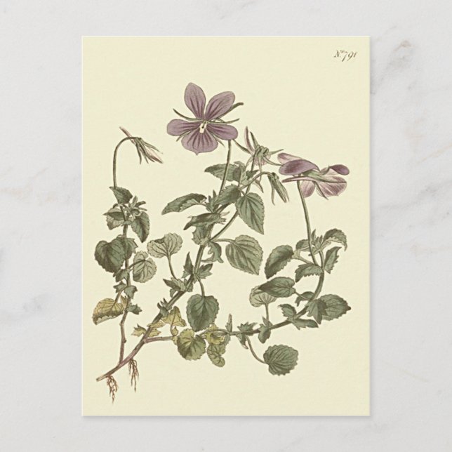 Horned Violet Botanical Illustration Postcard (Front)