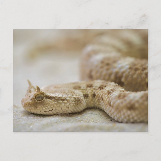 Horned Viper Postcard (Front)