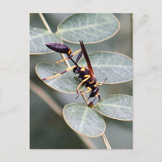 Hornet Photo Postcard (Front)