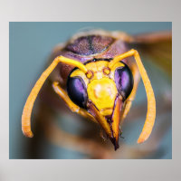 Hornet Up Close