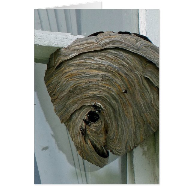 Hornets Nest (Front)