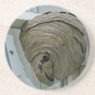 Hornets Nest Coaster