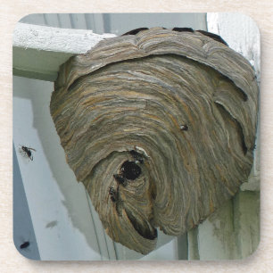 Hornets Nest Coaster