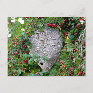 Hornets Nest Photo Postcard