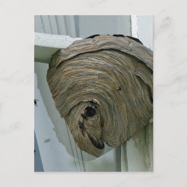 Hornets Nest Postcard (Front)