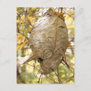 Hornets Nest Postcard