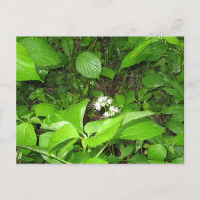 Horn's Ferry,  Postcard (Front)