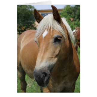horse