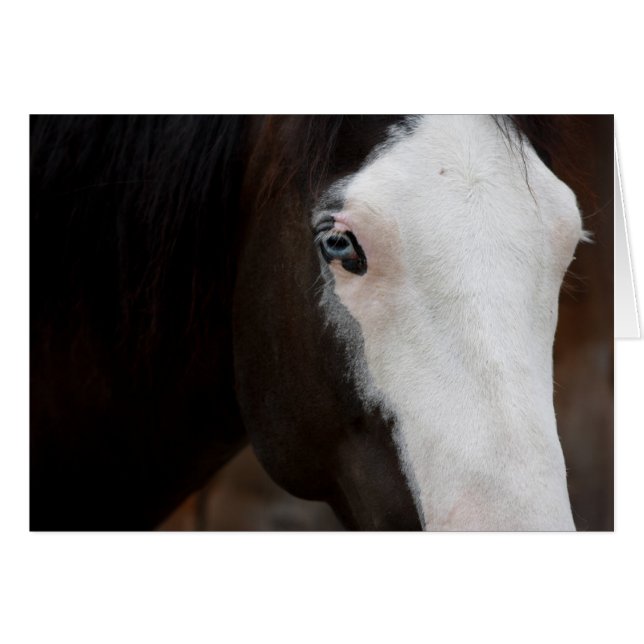 Horse (Front Horizontal)